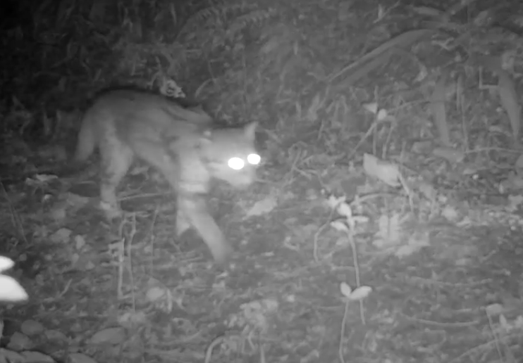 Read more about the article 獨家／石虎現蹤影片曝光　客庄青年上東勢山區覓「動物國道」護生態